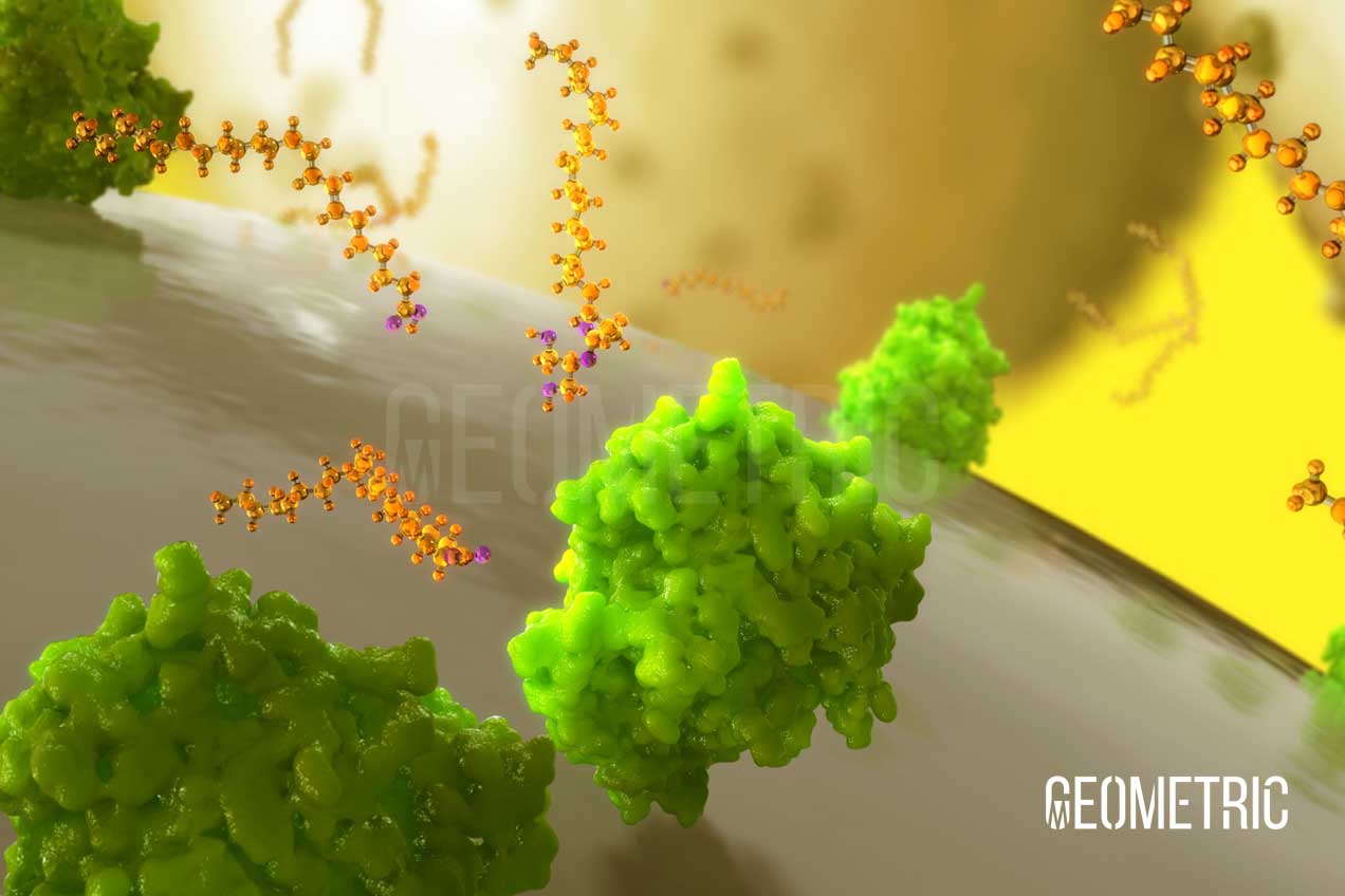 Pancreatic Enzymes Animation | Geometric Medical