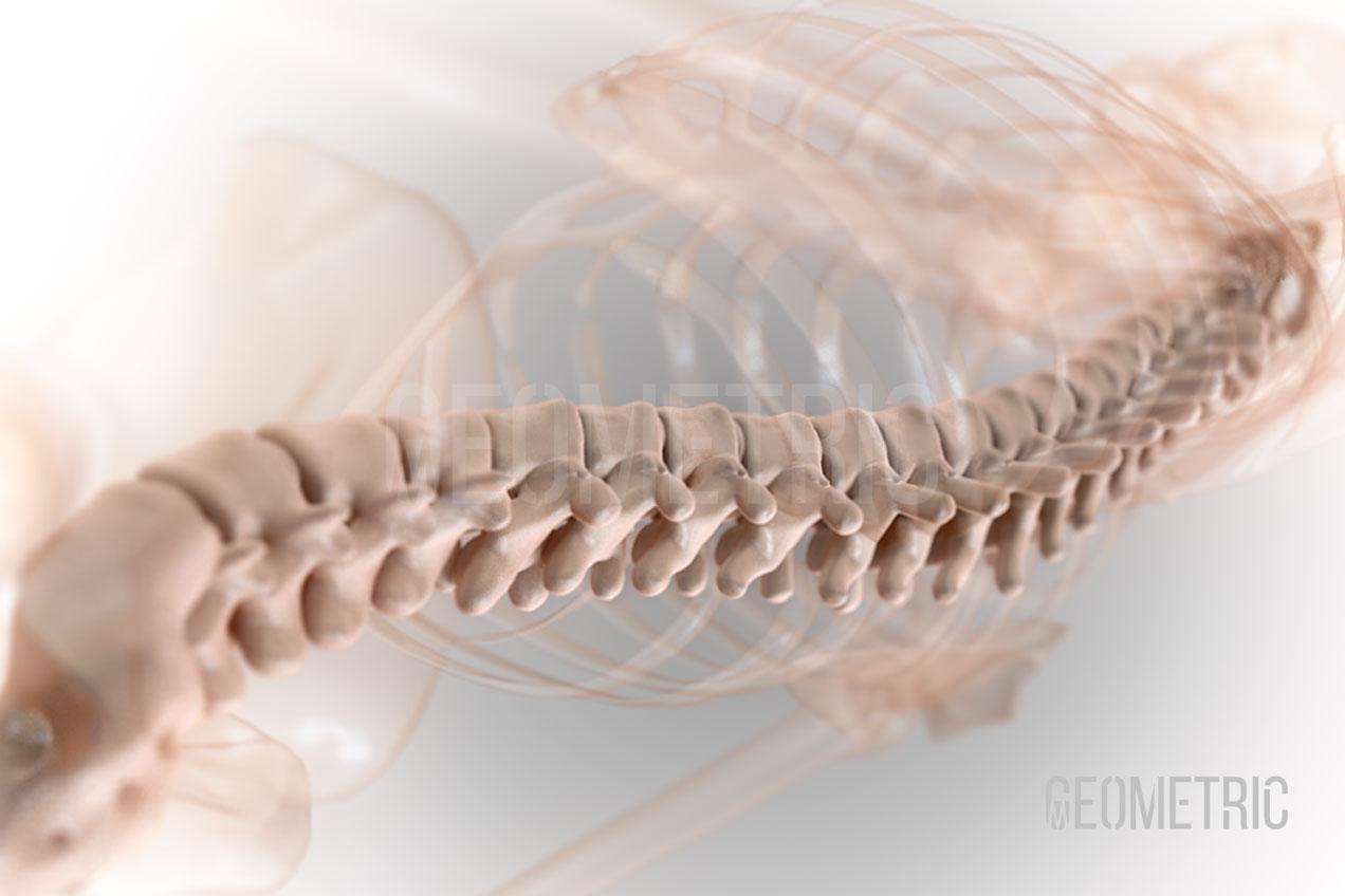 Spinal Illustration | Geometric Medical Animation