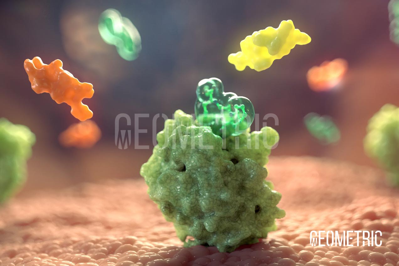 Cardiovascular Animation by Geometric