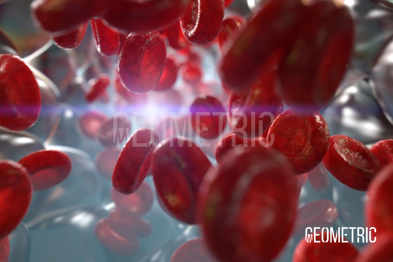 Cardiovascular Animation by Geometric