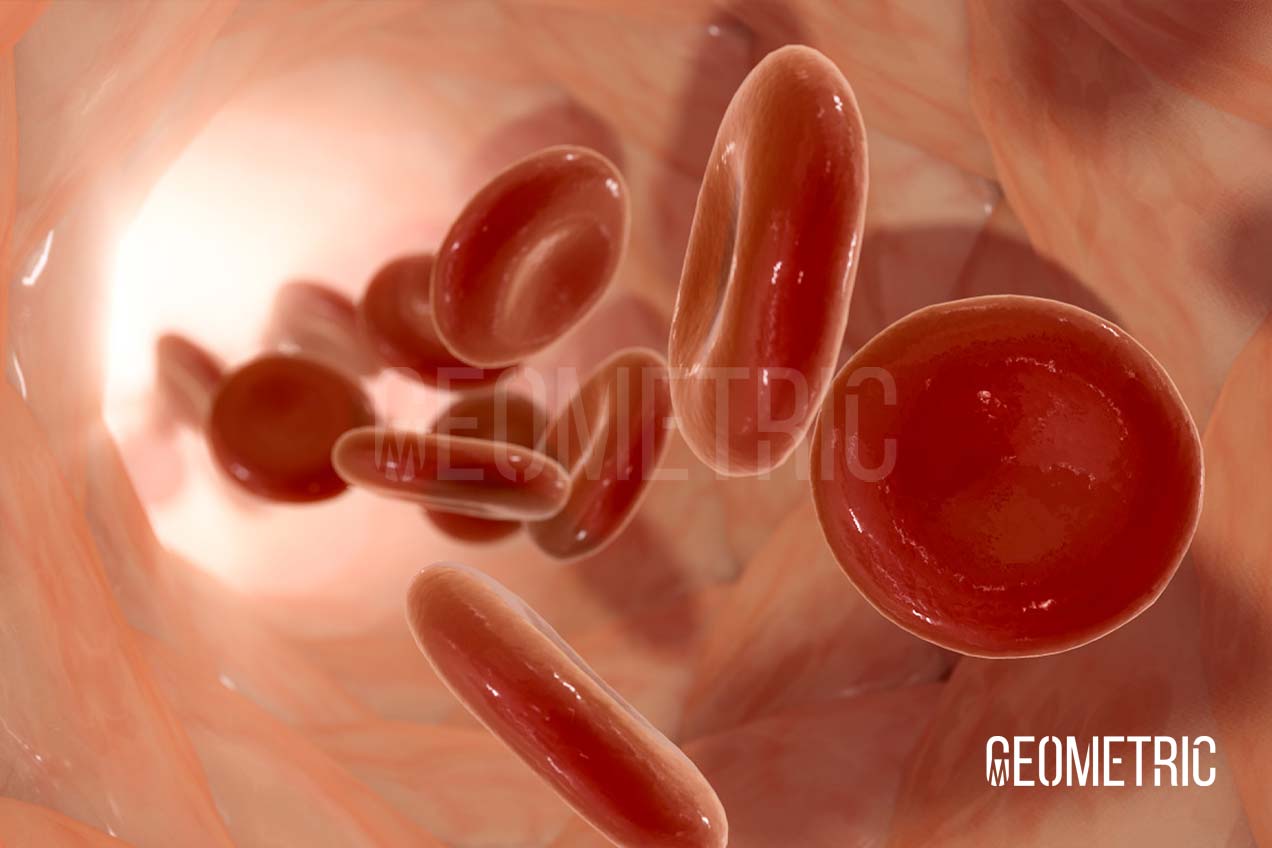 Cardiovascular Animation