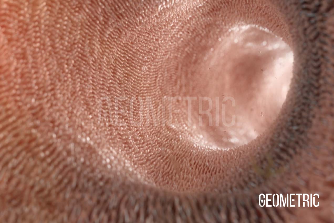 Pancreatic Enzymes Animation