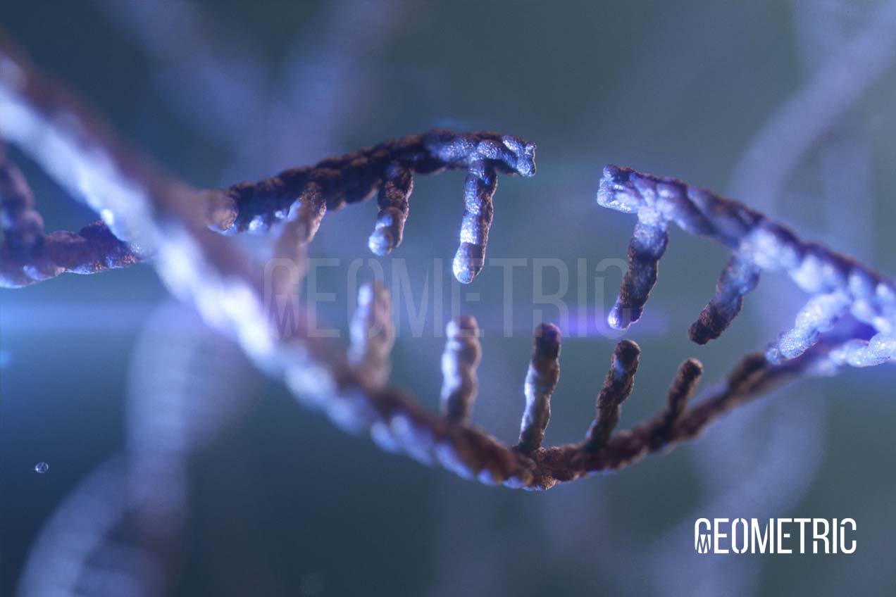 PARP Inhibition in Breast Cancer Animation